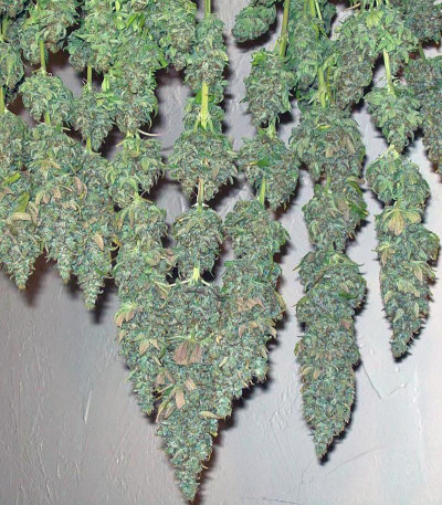 Сорт Mohan Ram fem (Sweet Seeds)