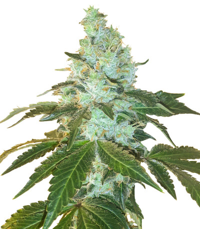 Сорт Flashberry reg (Mandala Seeds)