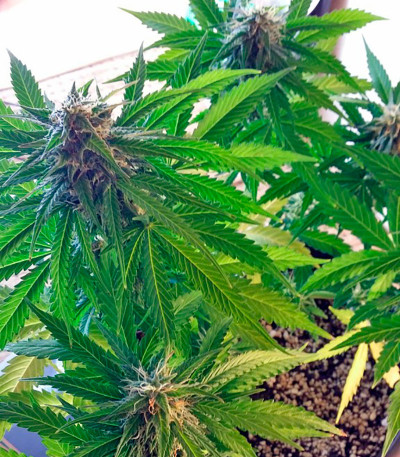 Сорт Sugar Mango Ryder Auto fem (World of Seeds)