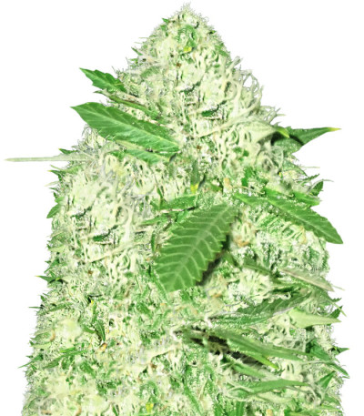 Сорт Sumo's Big Bud fem (Sumo Seeds)