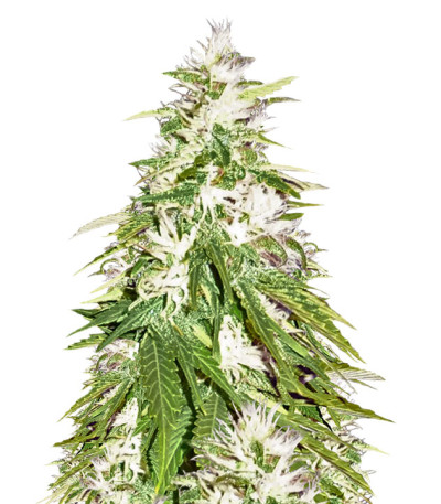 Сорт Zombie Haze fem (Sumo Seeds)