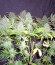 Сорт Blue Kripple fem (Dr. Krippling Seeds)