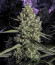 Сорт 1024 fem (Medical Seeds)