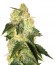Сорт Pakistan Ryder Auto fem (World of Seeds)