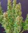 Сорт Baby Runtz Autoflower fem (Easy Grow Seeds)