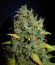 Сорт White Widow x Big Bud fem (Female Seeds)