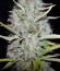 Сорт Appleberry fem (Sumo Seeds)