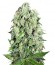 Сорт Dutch Cheese reg (Sumo Seeds)