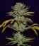 Сорт Jack Herer fem (Seedkeepers)