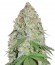 Сорт White Widow Original fem (Sumo Seeds)