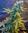 Сорт Automaria II fem (Paradise Seeds)