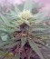 Сорт Sweet Cheese F1 Fast Version fem (Sweet Seeds)
