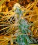 Сорт Chronic Haze fem (World of Seeds)