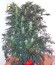 Сорт Sensi Star fem (Paradise Seeds)