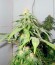 Сорт Jack Herer fem (Green House Seeds)