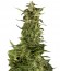 Сорт PolarLight #2 Auto fem