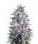 Сорт Blue Power fem (Vision Seeds)