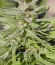 Сорт Biddy Early reg (Serious Seeds)