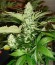 Сорт Special Queen 1 fem (Royal Queen Seeds)