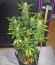 Сорт Green Crack Auto fem (FastBuds)