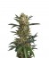 Сорт Original Amnesia Autoflowering fem (Dinafem Seeds)