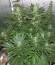 Сорт White Widow fem (Royal Queen Seeds)