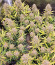 Сорт Original Big Bud Auto fem (FastBuds)