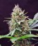 Сорт Sweet Skunk F1 Fast Version fem (Sweet Seeds)