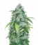 Сорт Auto Bubblegum+ Pro fem (Victory Seeds)