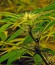 Сорт Brazil Amazonia fem (World of Seeds)