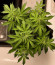Сорт Afghan Kush Ryder Auto fem (World of Seeds)