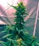 Сорт Cream Caramel Auto fem (Sweet Seeds)
