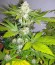 Сорт Atomical Haze fem (Paradise Seeds)
