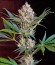 Сорт Green Poison F1 Fast Version fem (Sweet Seeds)