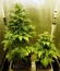 Сорт Fruit Spirit fem (Royal Queen Seeds)
