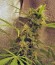 Сорт Special Kush 1 fem (Royal Queen Seeds)