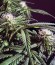 Семена марихуаны Arjan's Haze #3 
