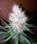 Сорт Cream Mandarine F1 Fast Version fem (Sweet Seeds)