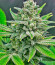 Сорт Bruce Banner #3 Auto fem (Herbies Seeds)
