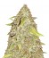 Сорт Kripple Shock fem (Dr. Krippling Seeds)