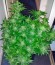 Сорт Big Bang fem (Green House Seeds)