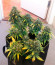 Сорт Afghan Kush Ryder Auto fem (World of Seeds)