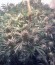 Сорт Ganesh Spirit fem (Sweet Seeds)