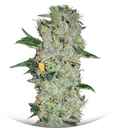 Сорт Northern Lights reg (Nirvana Seeds)