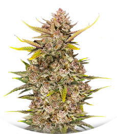 Сорт Ztrawberriez Auto fem (FastBuds)