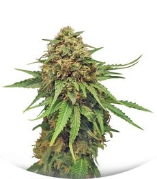Сорт Critical fem (Royal Queen Seeds)