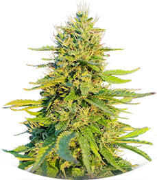 Gorilla Glue #4 Fast Version fem (Easy Grow Seeds)