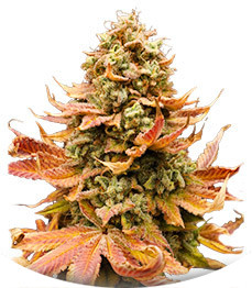 Сорт Watermelon Zkittlez fem