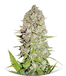 Сорт Pineapple Express Auto fem (FastBuds)