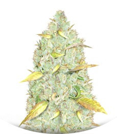 Сорт Chronic Ryder Auto fem (Doctor’s Choice)